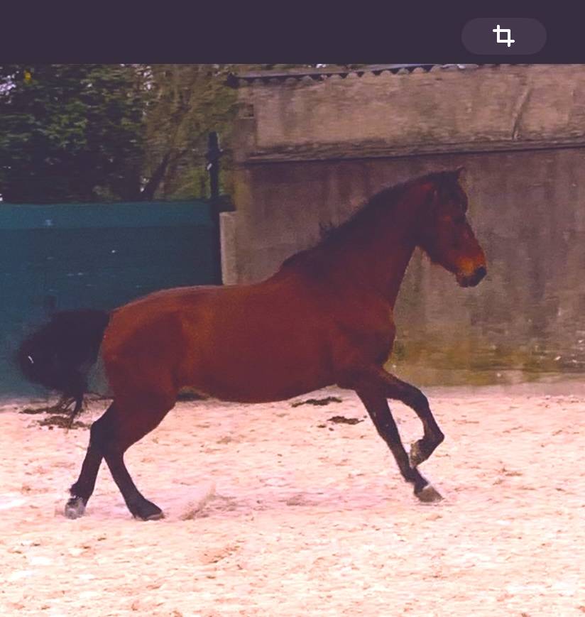 Gelding PRE Pure Spanish Bred For sale 2017 Dark Bay