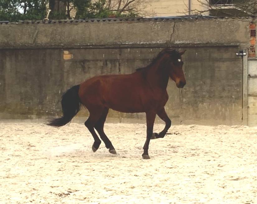 Gelding PRE Pure Spanish Bred For sale 2017 Dark Bay