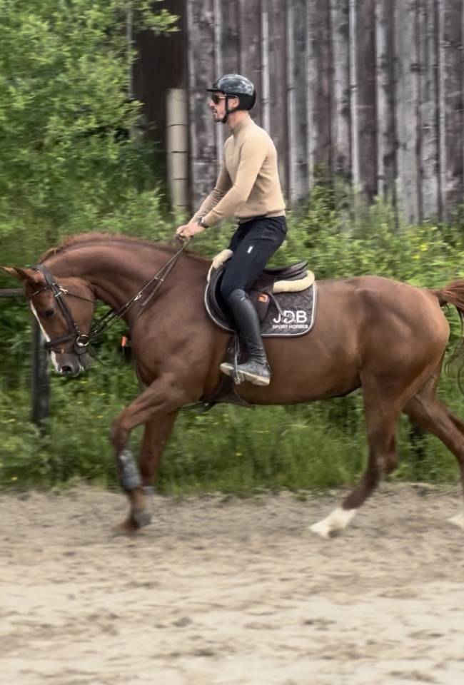 Mare Selle Fran&ccedil;ais For sale 2015 Chesnut