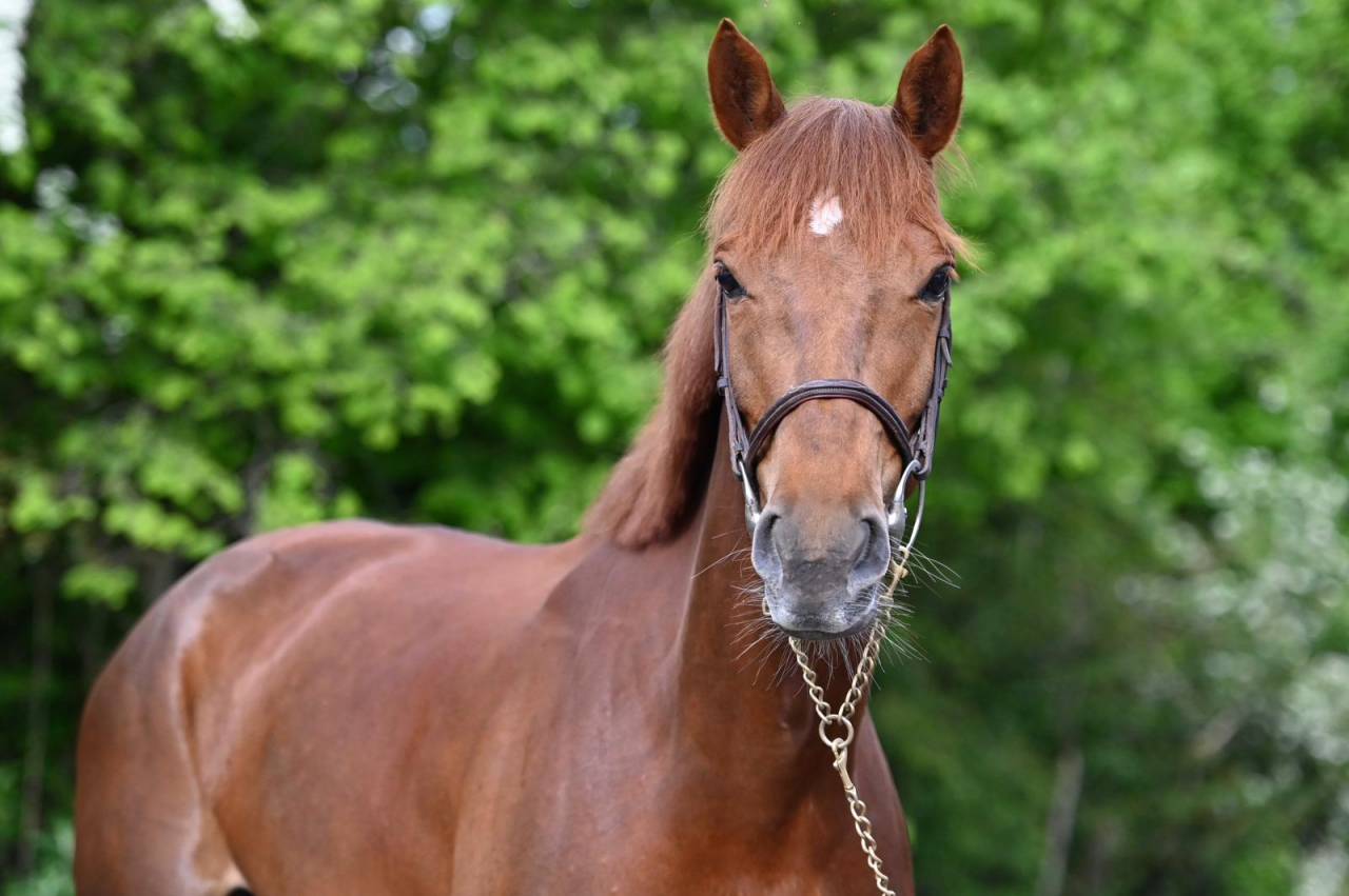 Mare Origin Recorded For sale 2020 Liver chestnut