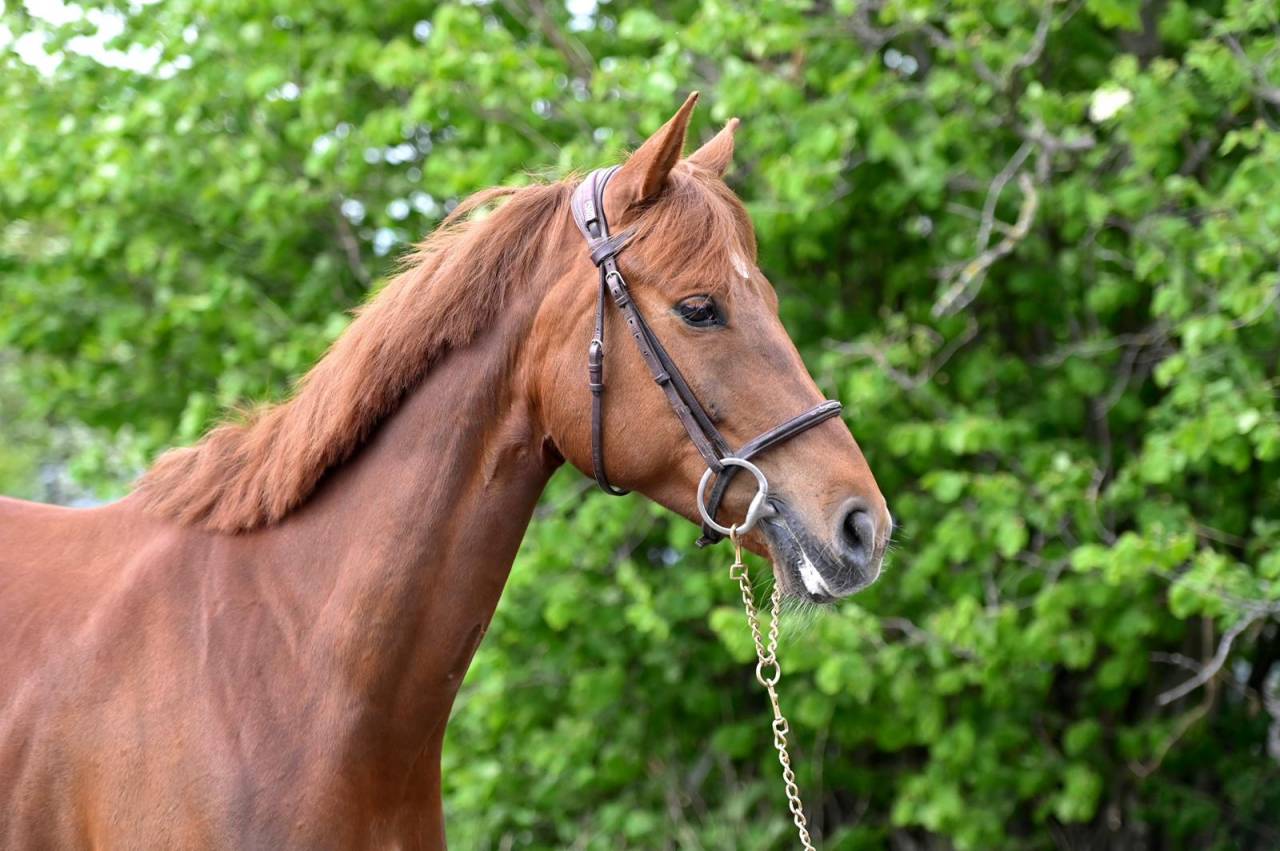 Mare Origin Recorded For sale 2020 Liver chestnut