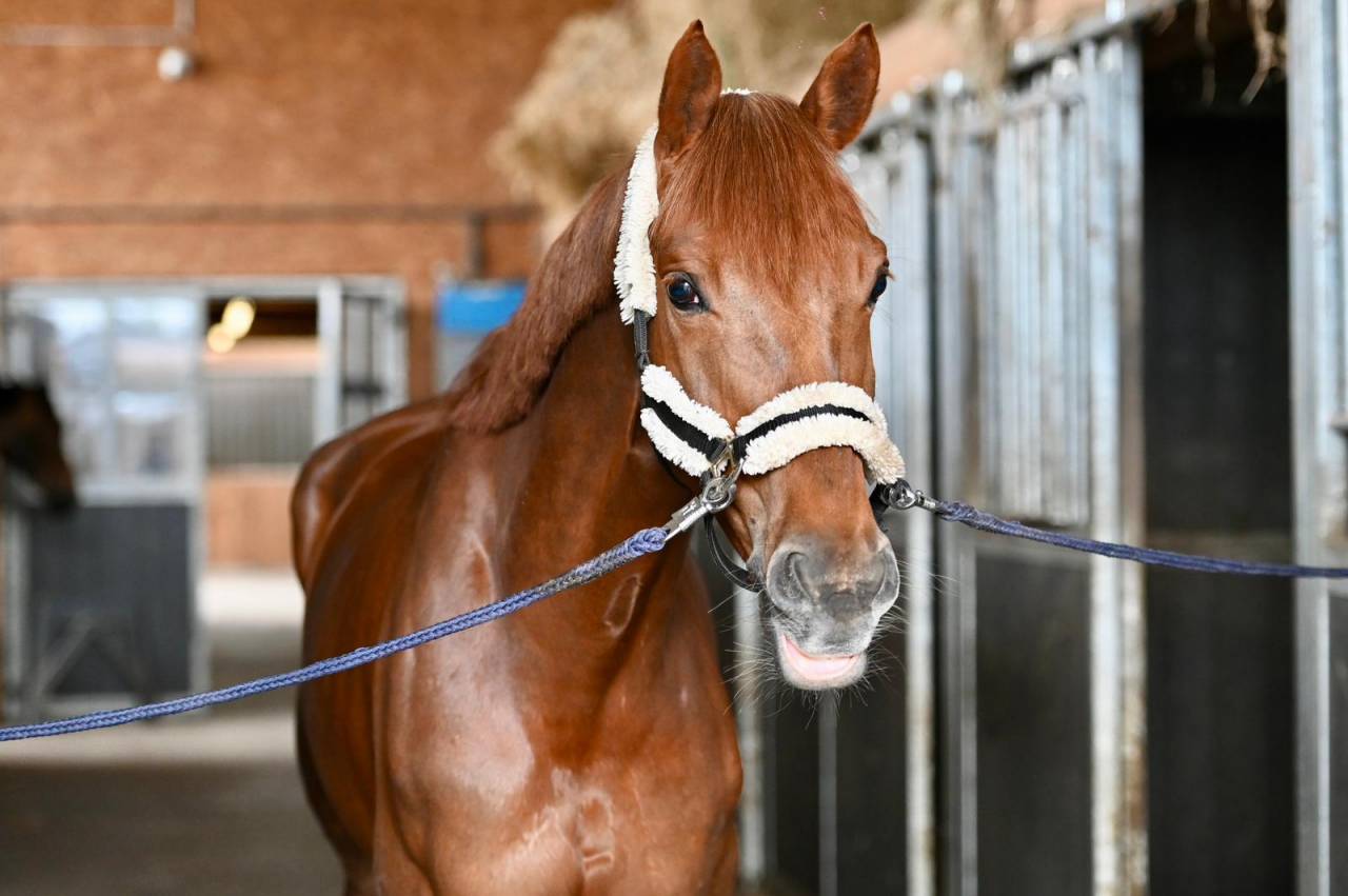 Mare Origin Recorded For sale 2020 Liver chestnut