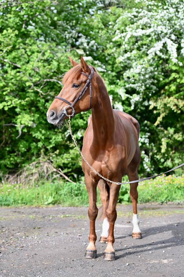 Mare Origin Recorded For sale 2020 Liver chestnut