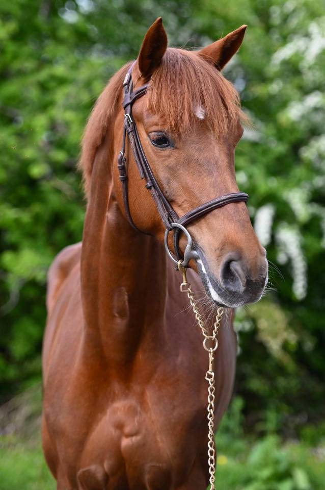 Mare Origin Recorded For sale 2020 Liver chestnut