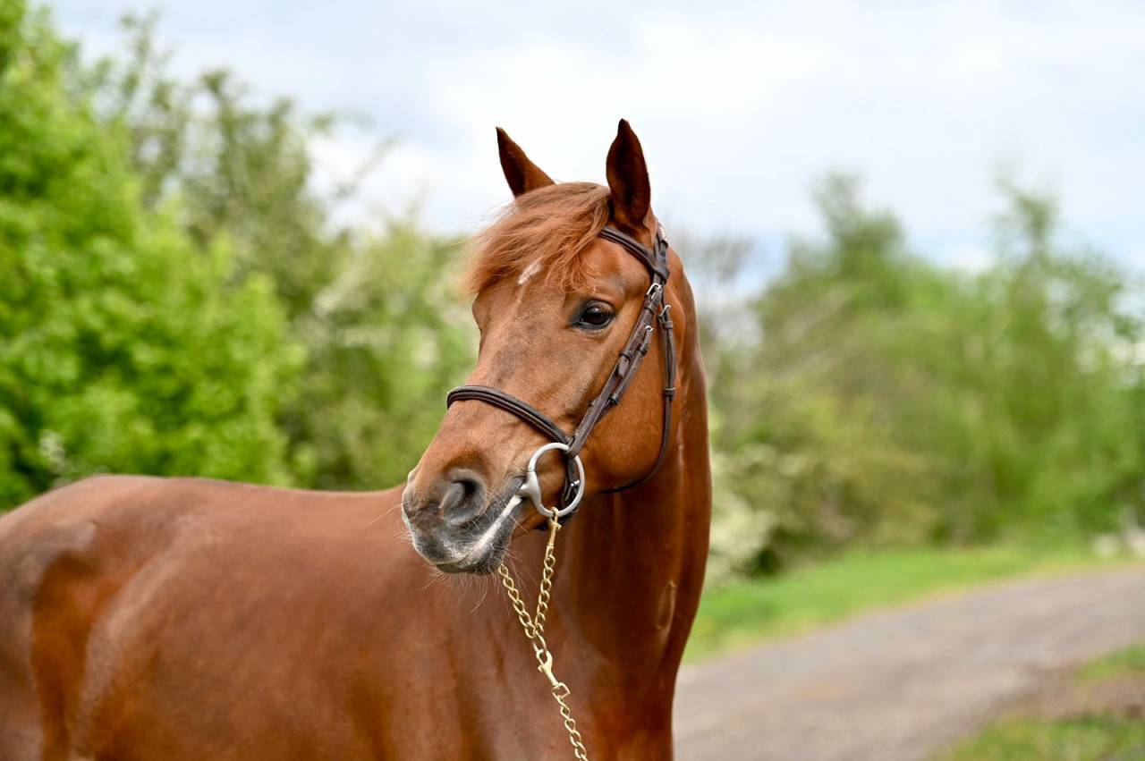 Mare Origin Recorded For sale 2020 Liver chestnut