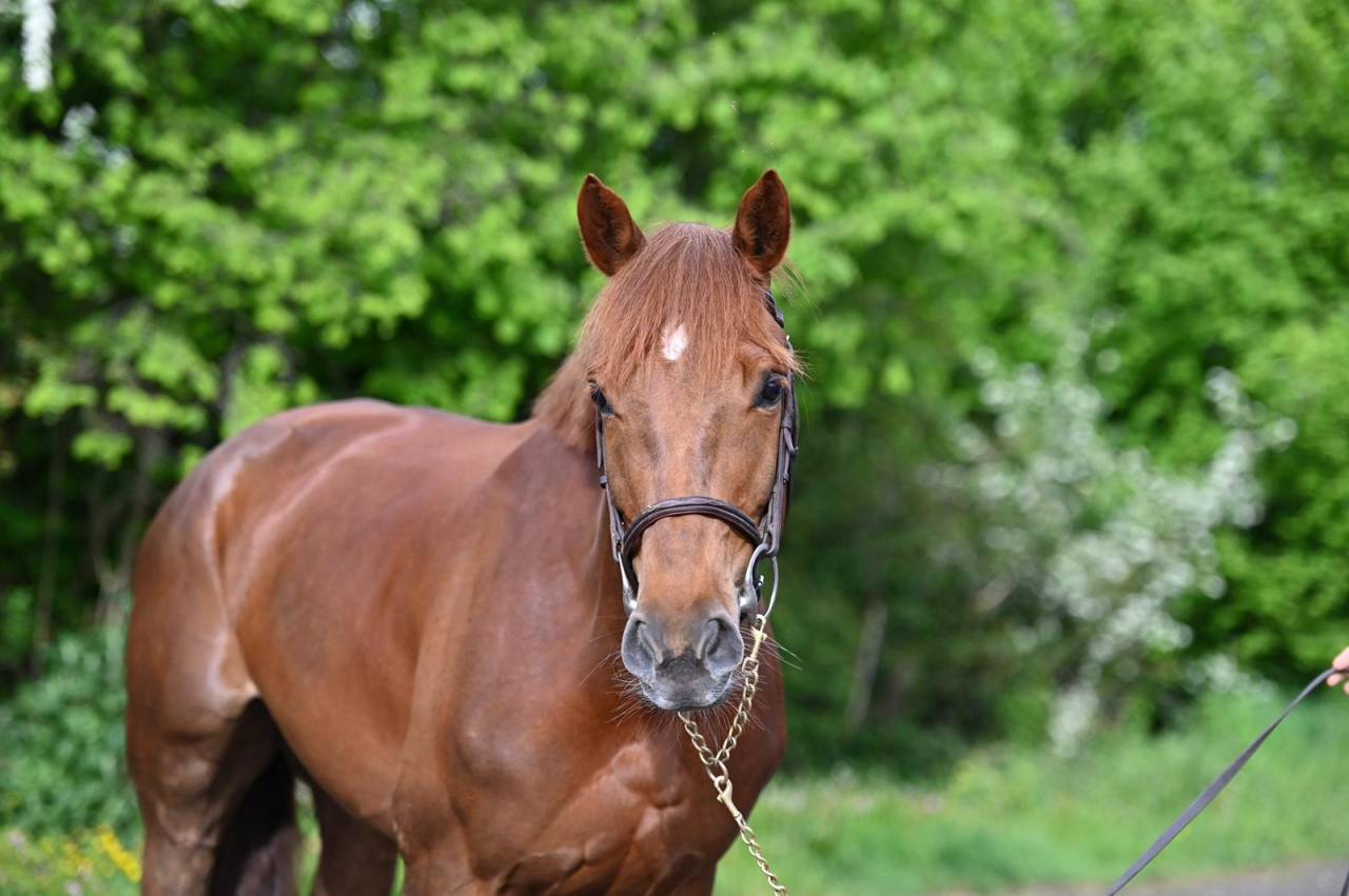 Mare Origin Recorded For sale 2020 Liver chestnut