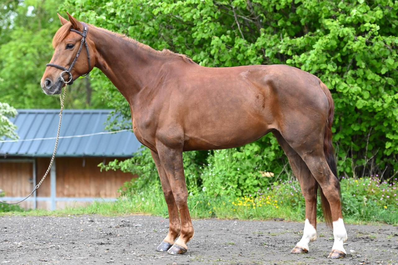 Mare Origin Recorded For sale 2020 Liver chestnut