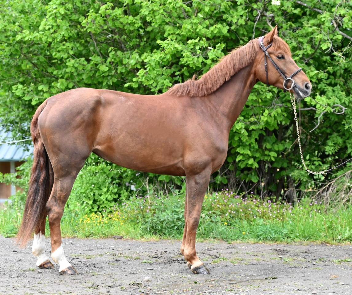 Mare Origin Recorded For sale 2020 Liver chestnut