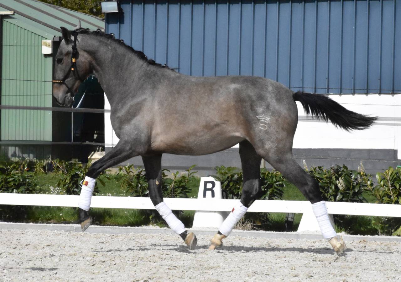Stallion PRE Pure Spanish Bred For sale 2024 Roan