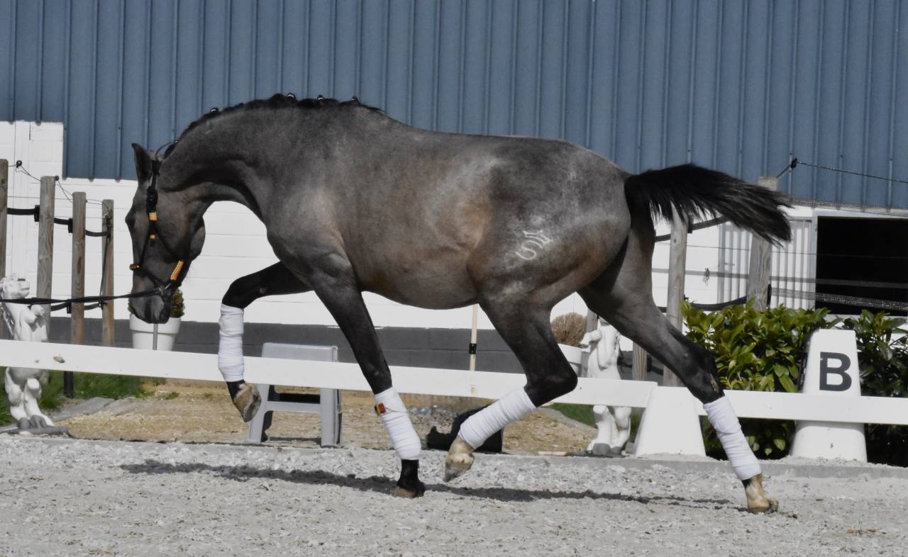 Stallion PRE Pure Spanish Bred For sale 2024 Roan