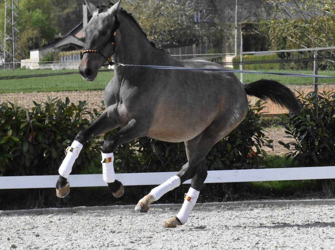 Stallion PRE Pure Spanish Bred For sale 2024 Roan