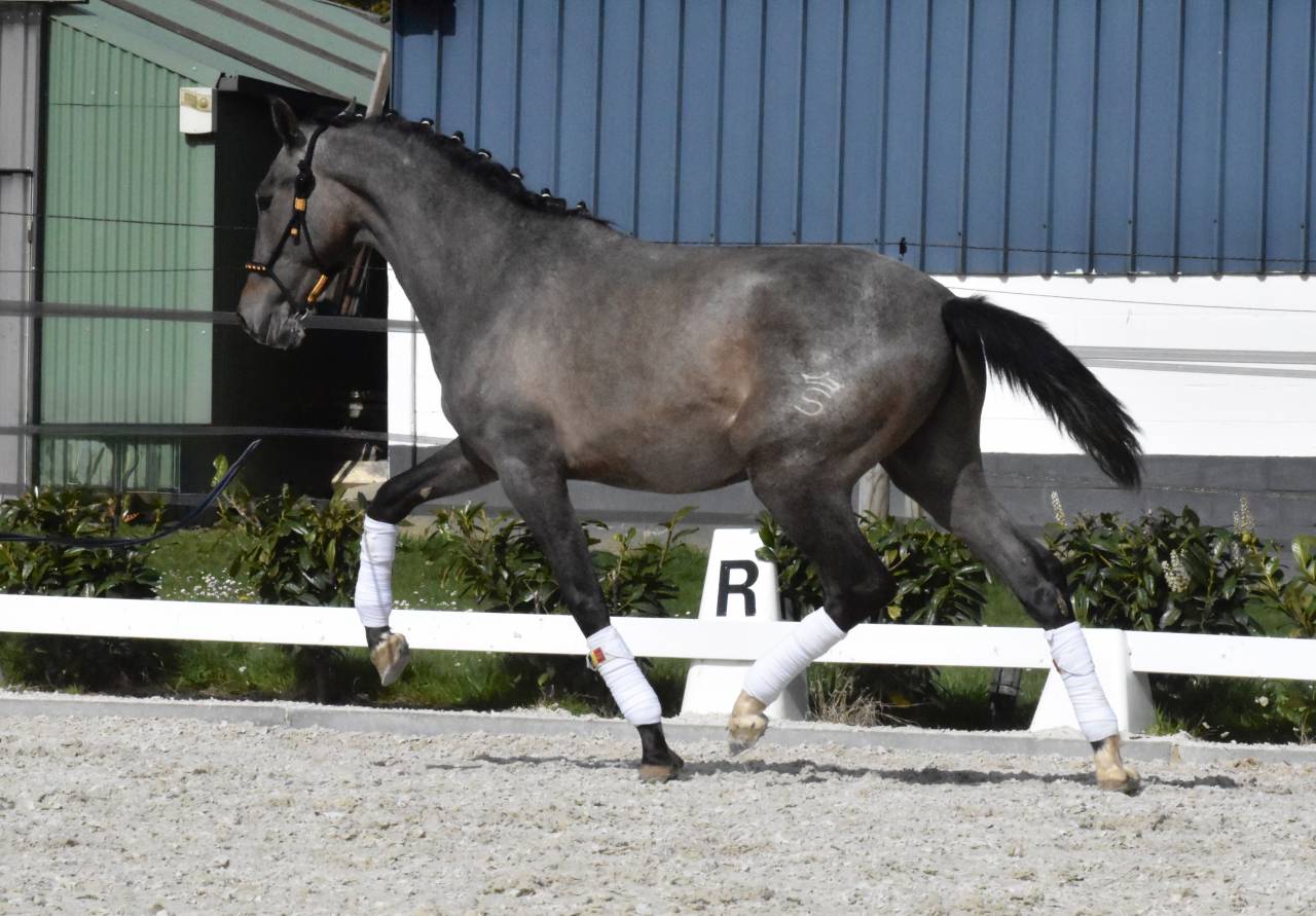 Stallion PRE Pure Spanish Bred For sale 2024 Roan