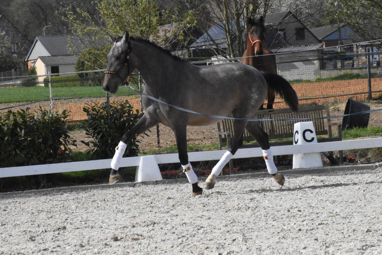 Stallion PRE Pure Spanish Bred For sale 2024 Roan