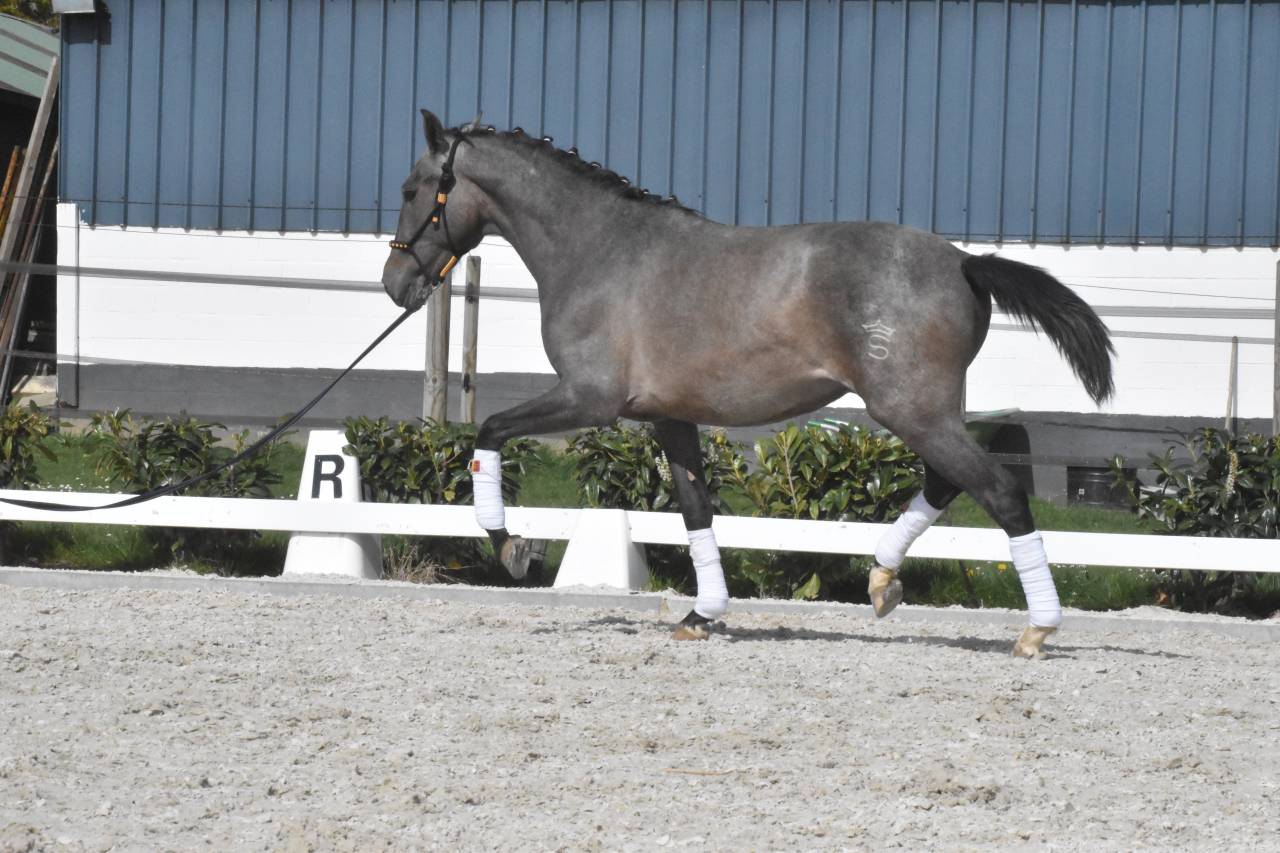 Stallion PRE Pure Spanish Bred For sale 2024 Roan