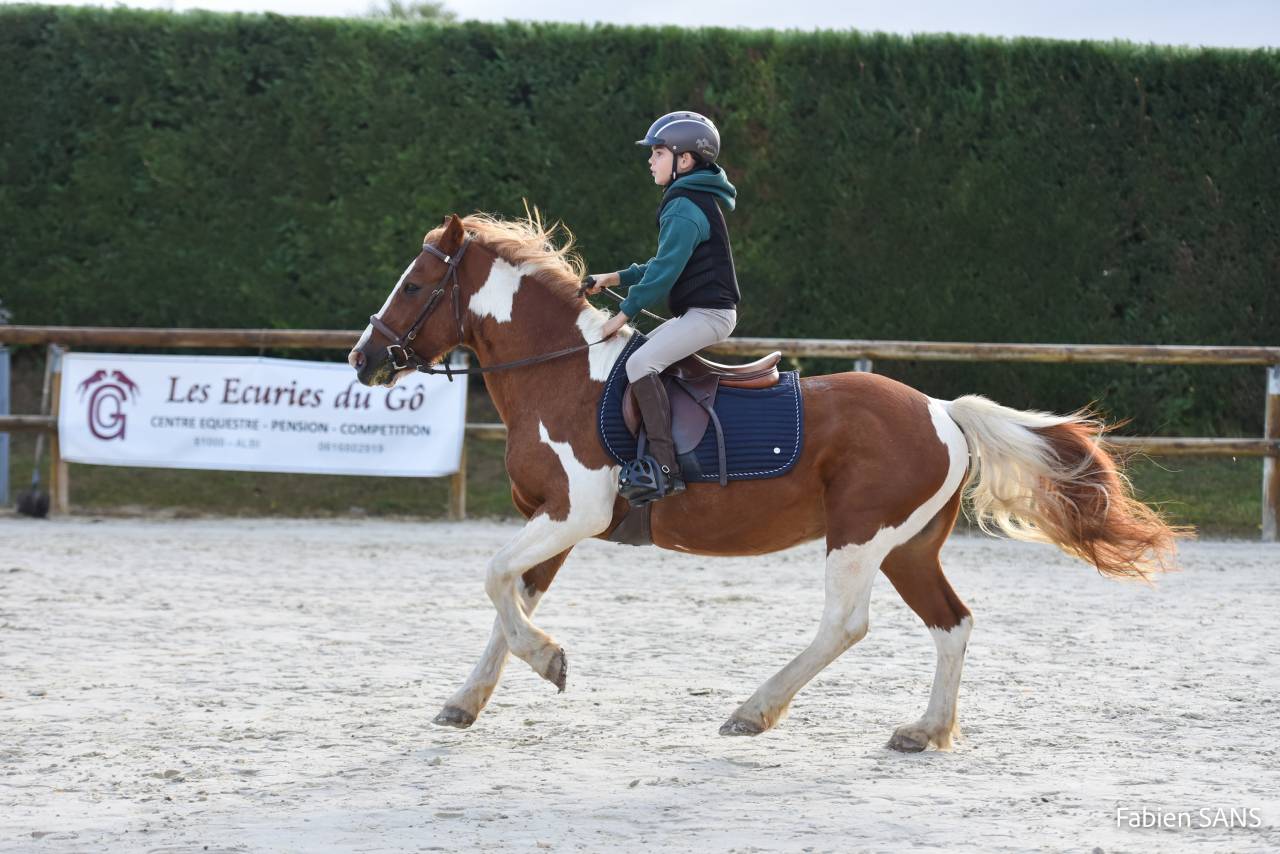 Gelding No Origin Recorded For sale 2006 Coloured