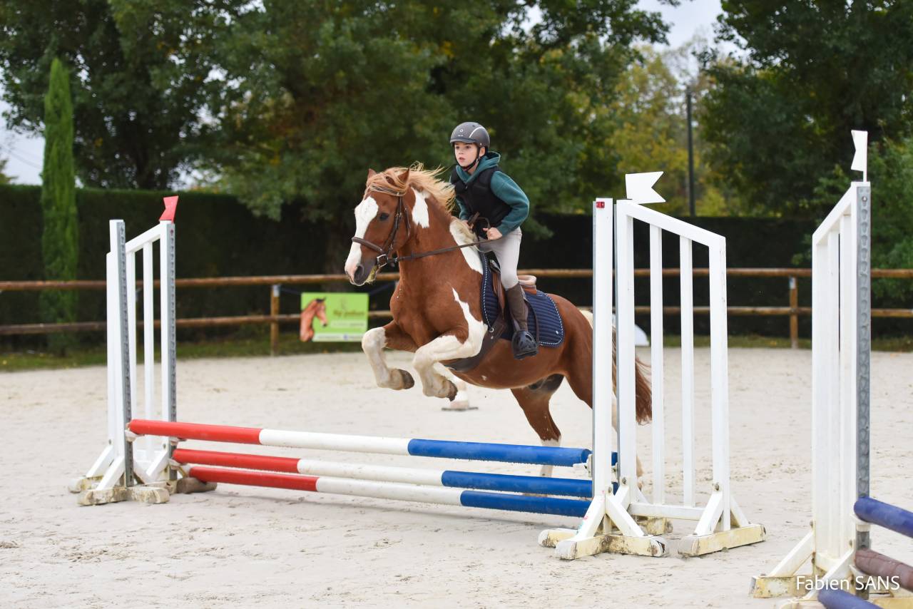 Gelding No Origin Recorded For sale 2006 Coloured