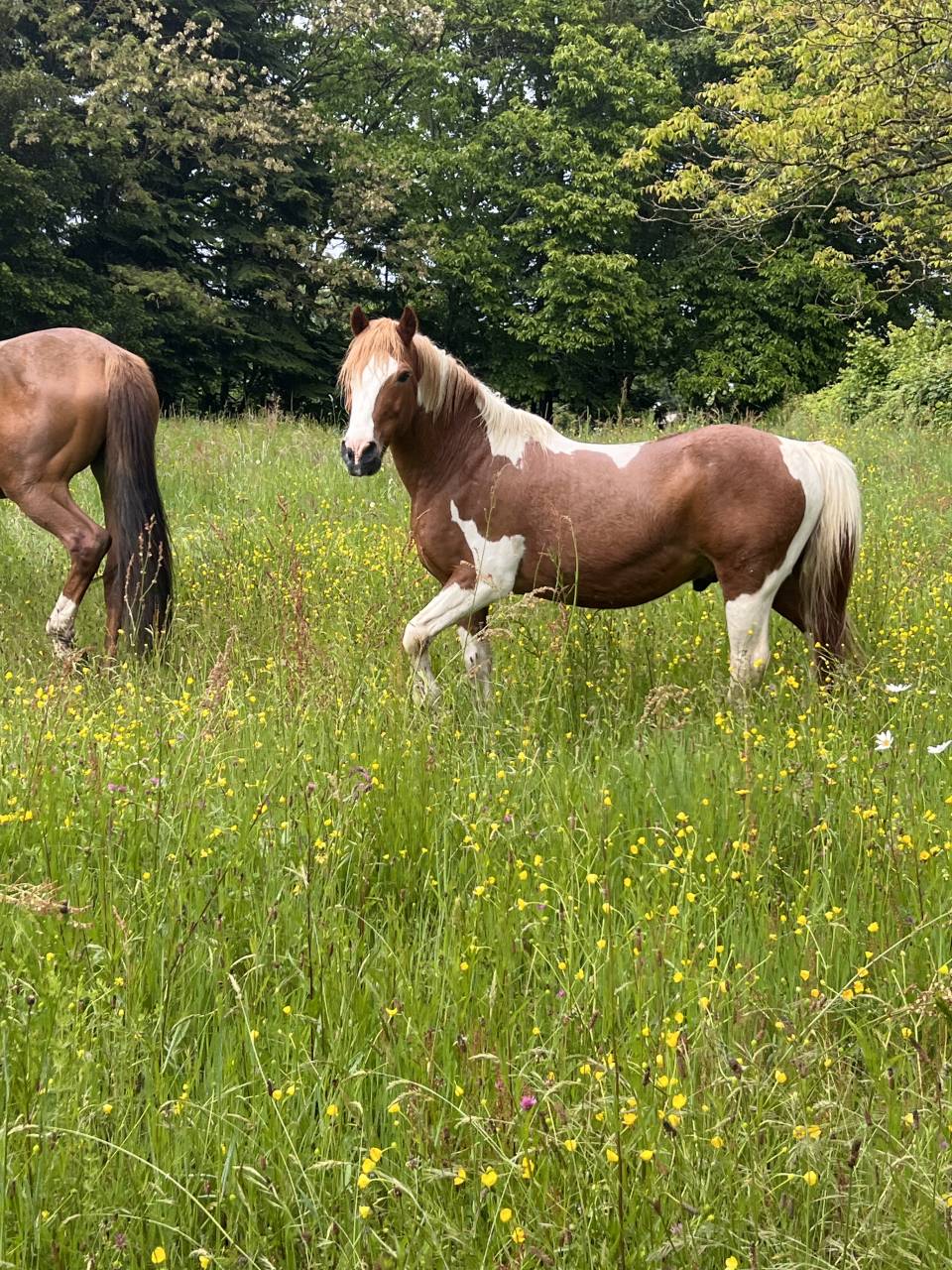 Gelding No Origin Recorded For sale 2006 Coloured