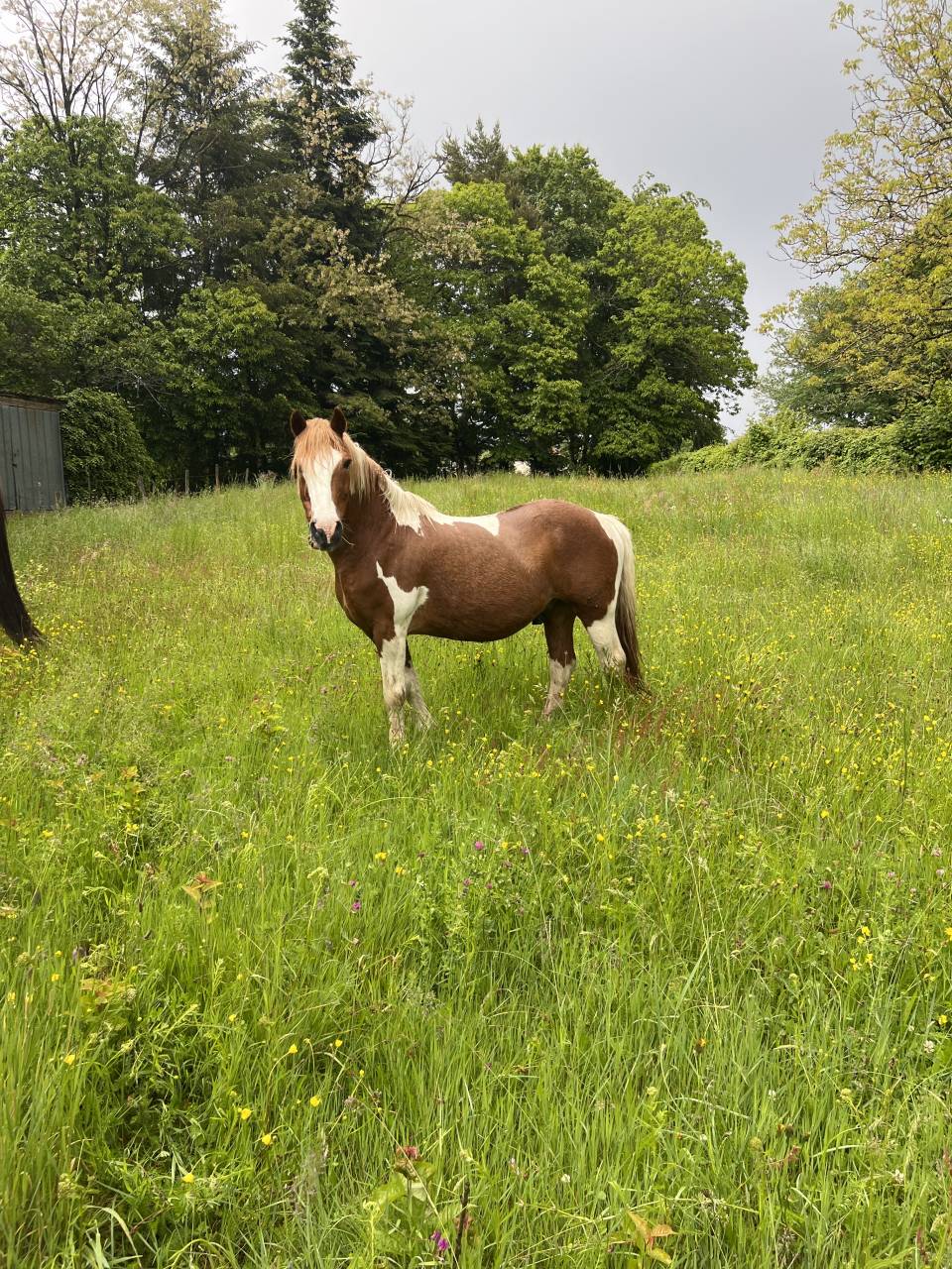 Gelding No Origin Recorded For sale 2006 Coloured