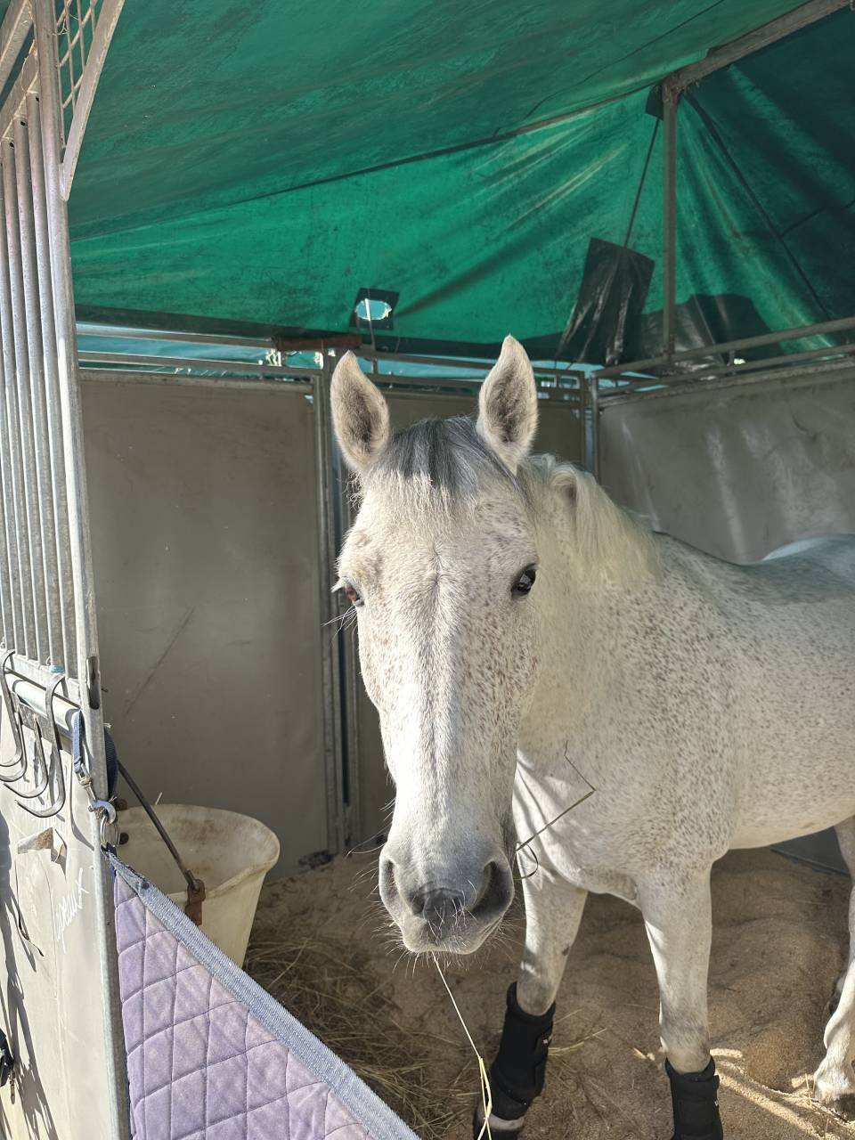 Gelding French Saddle Pony For sale 2016 Grey