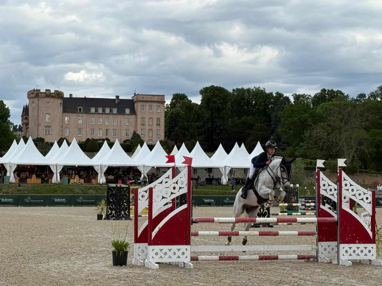 Gelding French Saddle Pony For sale 2016 Grey