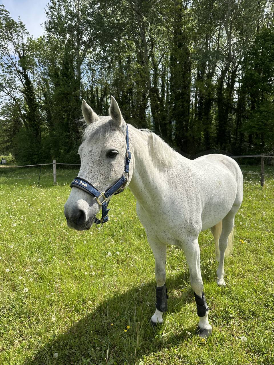Gelding French Saddle Pony For sale 2016 Grey