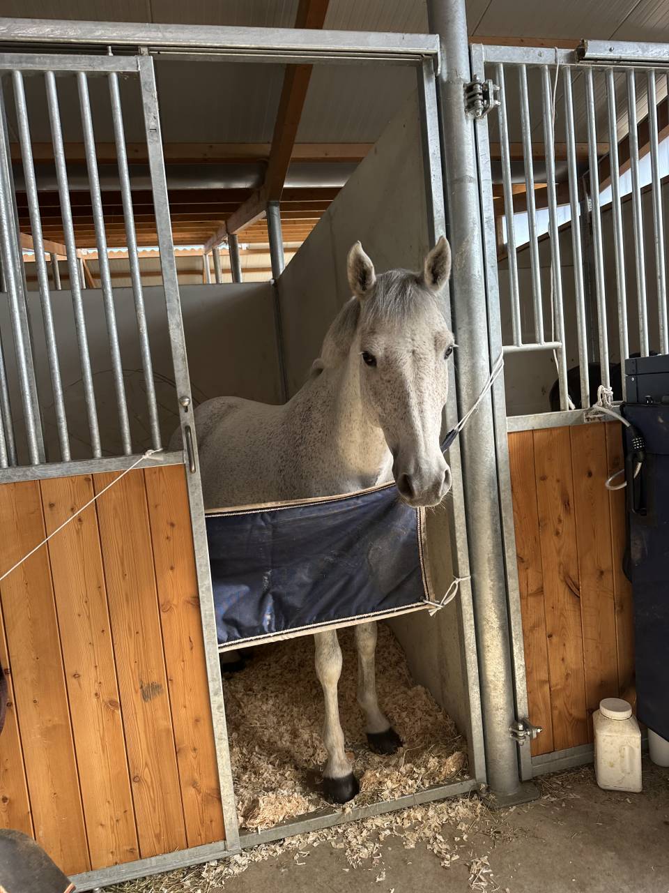 Gelding French Saddle Pony For sale 2016 Grey
