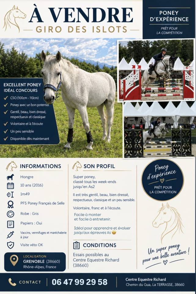 Gelding French Saddle Pony For sale 2016 Grey