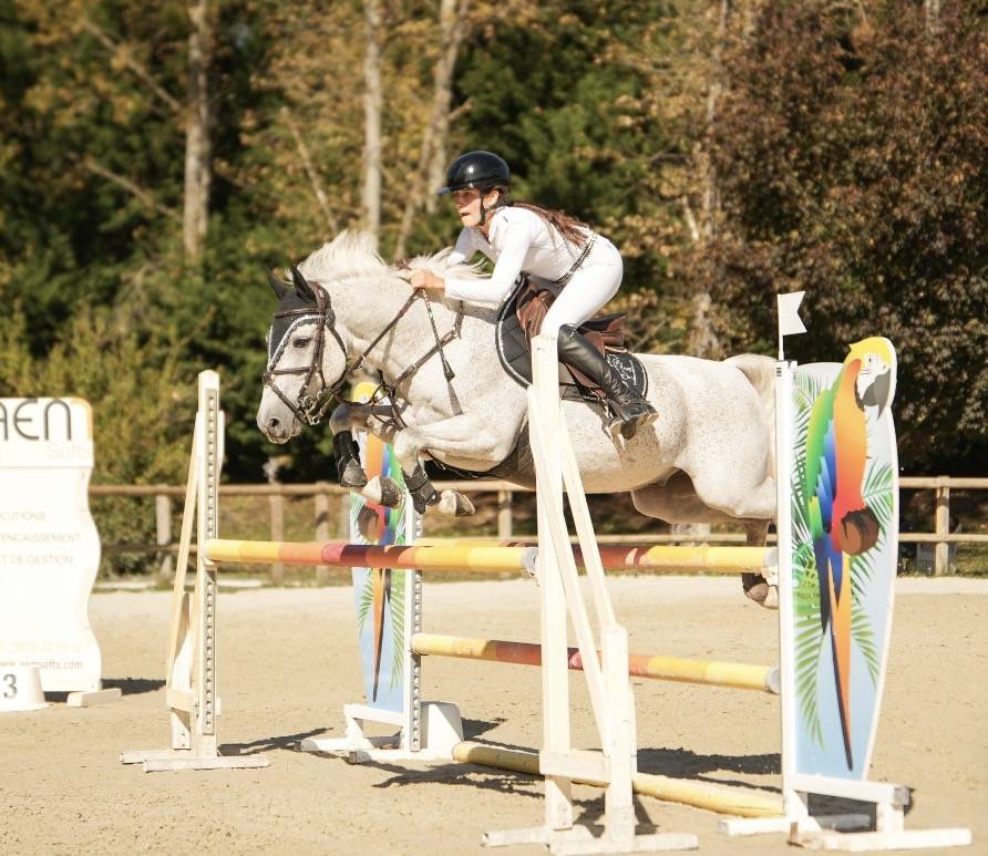 Gelding French Saddle Pony For sale 2016 Grey