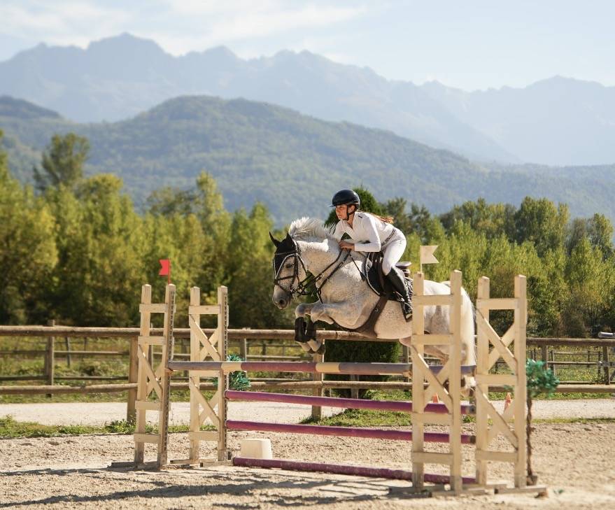 Gelding French Saddle Pony For sale 2016 Grey