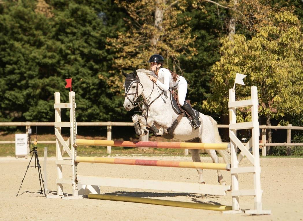 Gelding French Saddle Pony For sale 2016 Grey