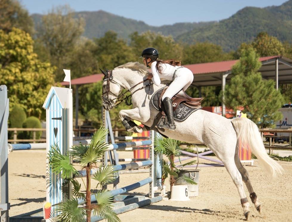 Gelding French Saddle Pony For sale 2016 Grey
