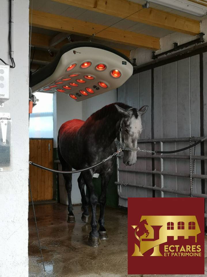 Stud farm  Sa&ocirc;ne-et-Loire