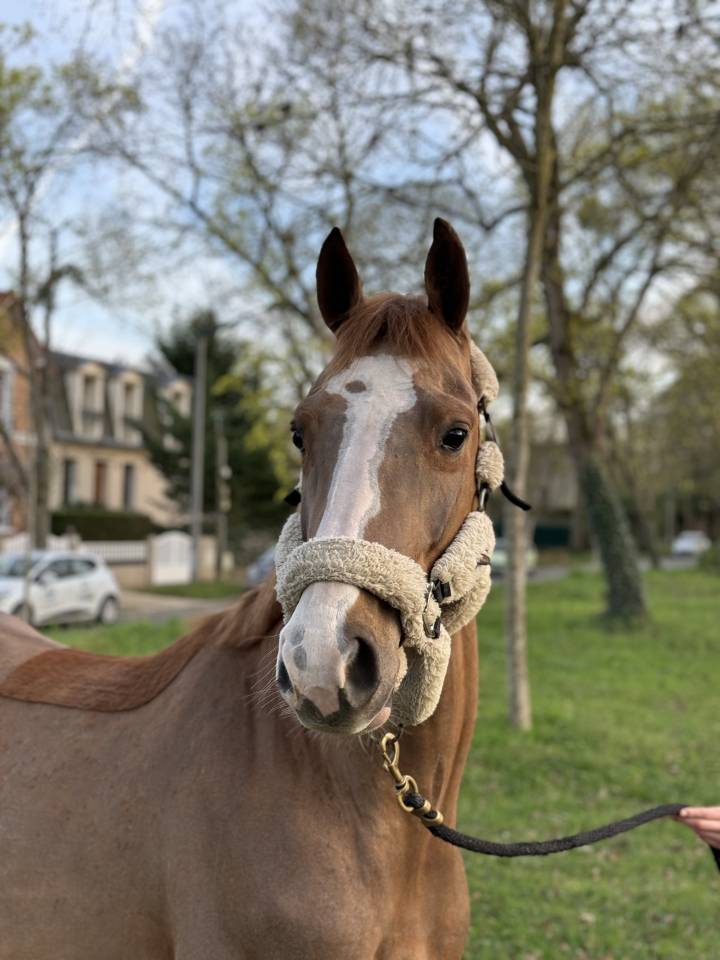 Gelding Selle Fran&ccedil;ais For sale 2022 Chesnut