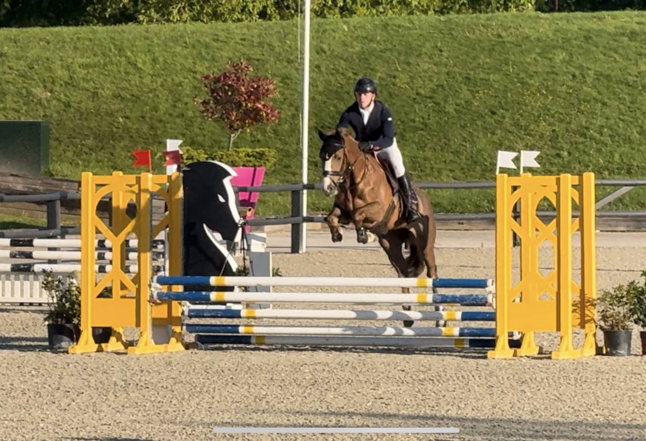 Gelding Selle Fran&ccedil;ais For sale 2022 Chesnut