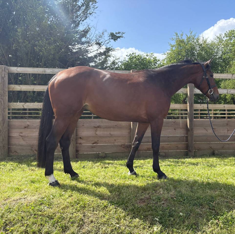 Mare Selle Fran&ccedil;ais For sale 2020 Bay