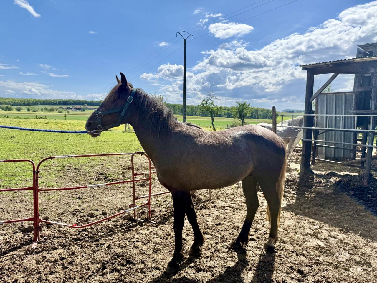 Entire Barb For sale 2023 Liver chestnut