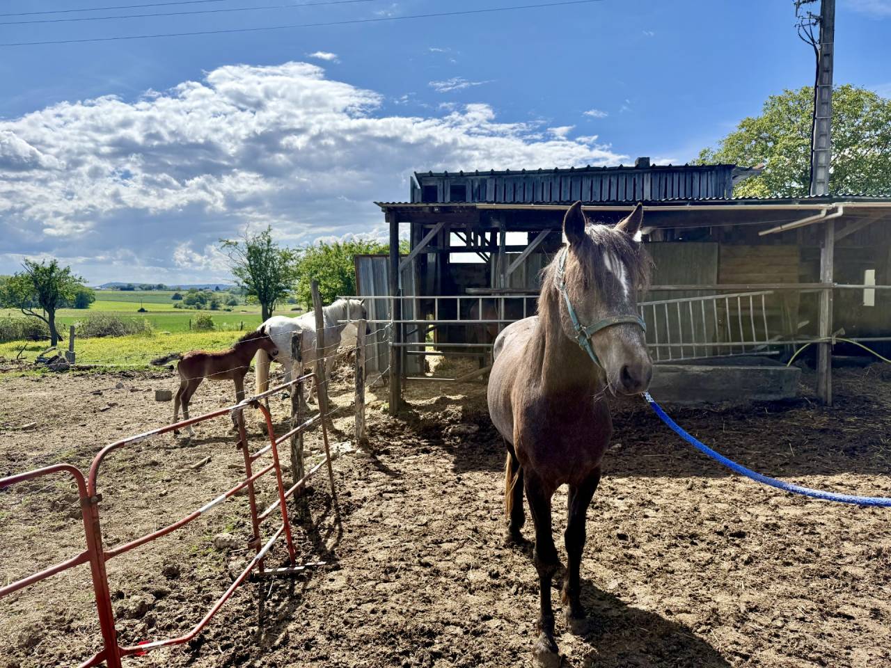 Entire Barb For sale 2023 Liver chestnut