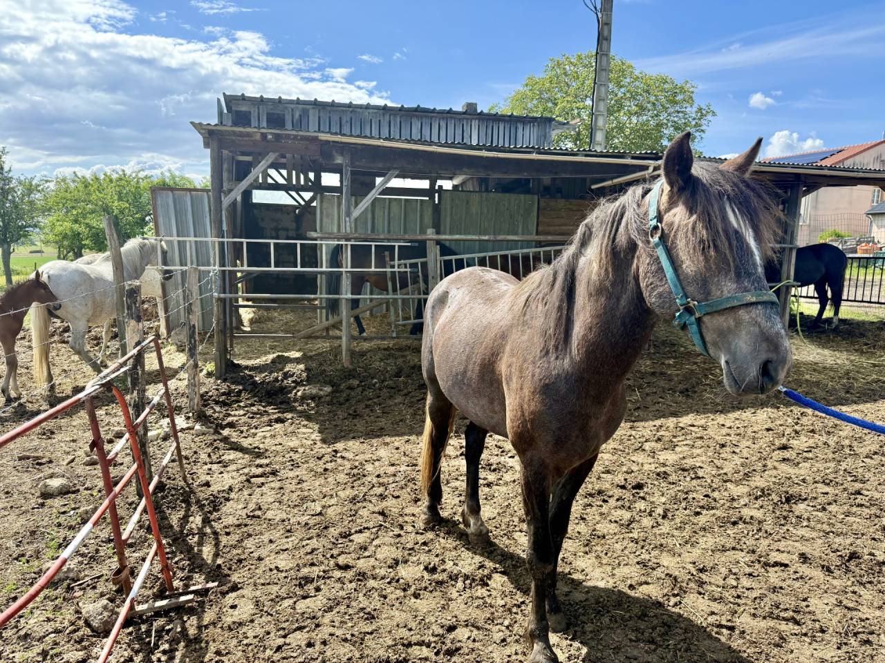 Entire Barb For sale 2023 Liver chestnut