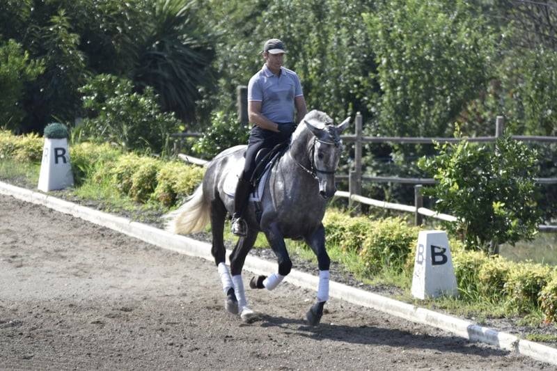 Gelding PRE Pure Spanish Bred For sale 2021 Grey