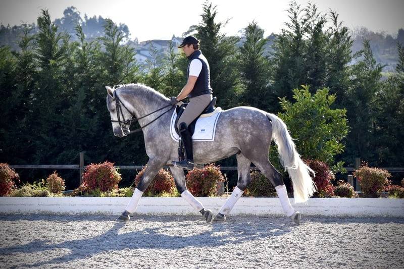 Gelding PRE Pure Spanish Bred For sale 2021 Grey
