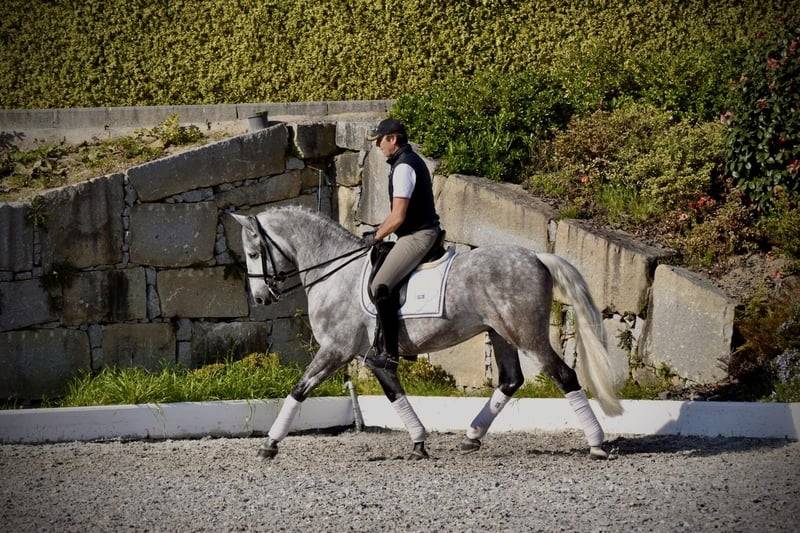 Gelding PRE Pure Spanish Bred For sale 2021 Grey