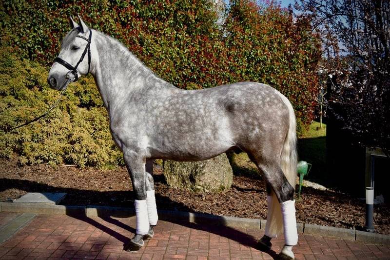 Gelding PRE Pure Spanish Bred For sale 2021 Grey