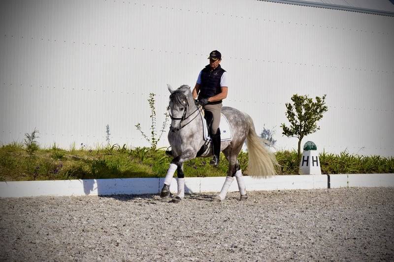 Gelding PRE Pure Spanish Bred For sale 2021 Grey