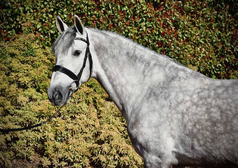 Gelding PRE Pure Spanish Bred For sale 2021 Grey