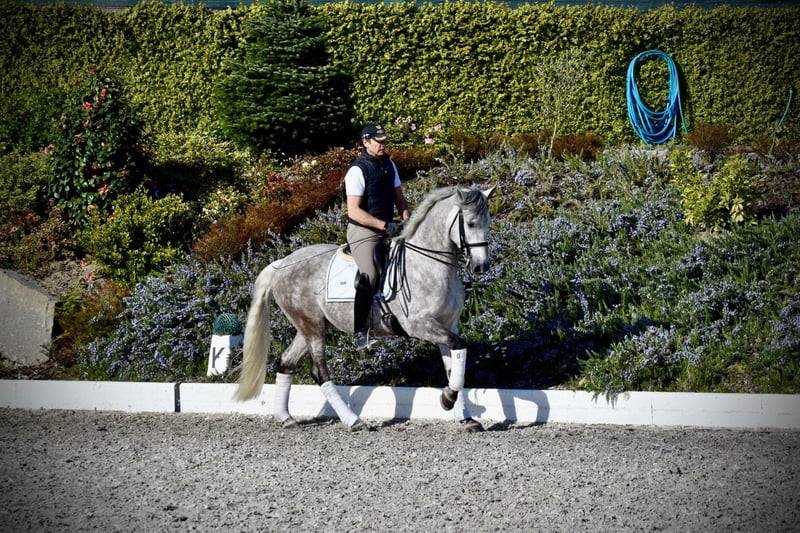 Gelding PRE Pure Spanish Bred For sale 2021 Grey