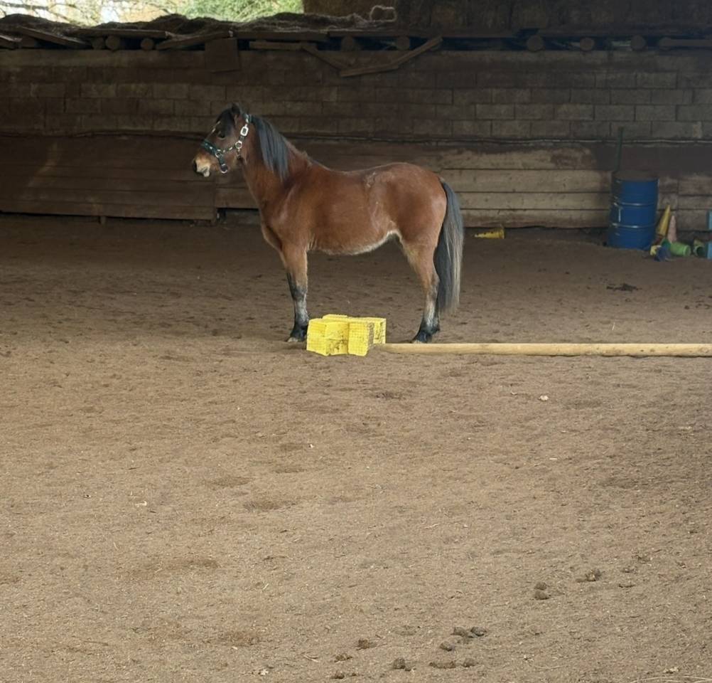 Mare Welsh Pony (Section B) For sale 2022 Bay