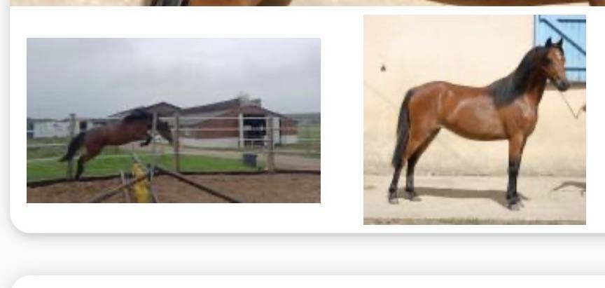 Mare Welsh Pony (Section B) For sale 2022 Bay