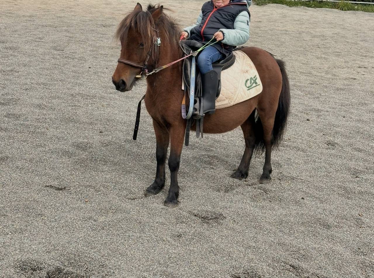 Mare Shetland Pony For sale 2019 Bay