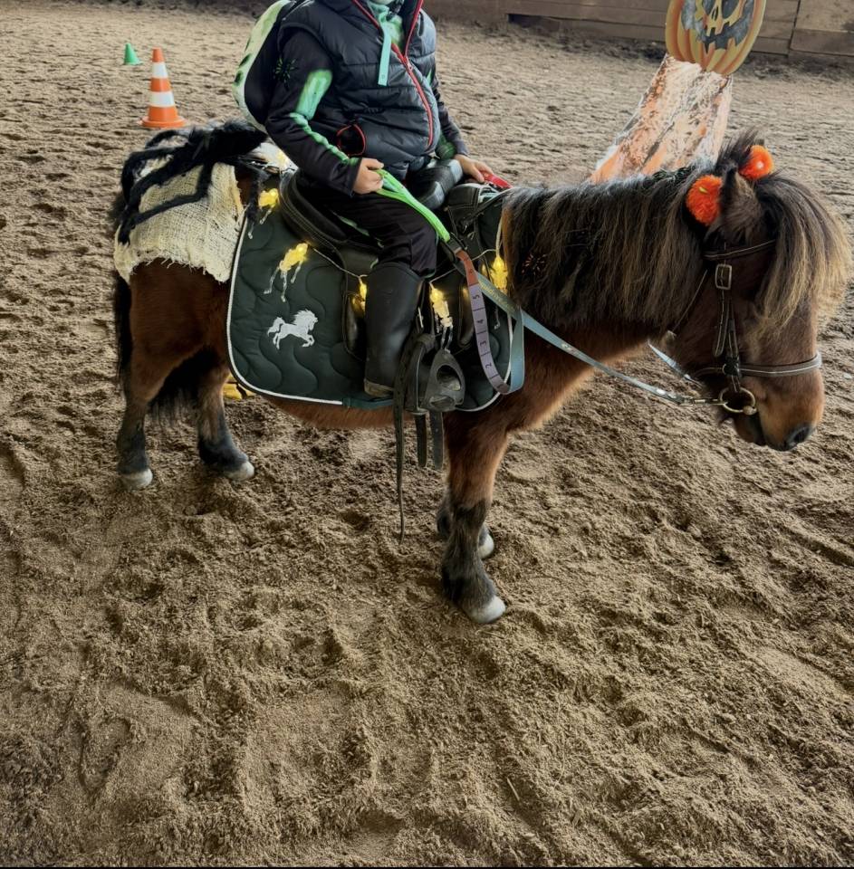 Mare Shetland Pony For sale 2019 Bay