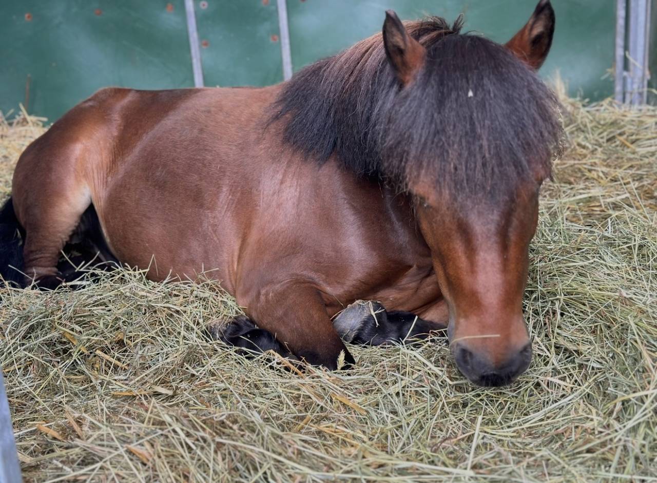 Mare Shetland Pony For sale 2019 Bay